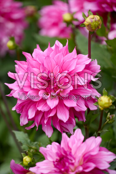 Dahlia Lizz Baaij Dahlia Lizz Baaij