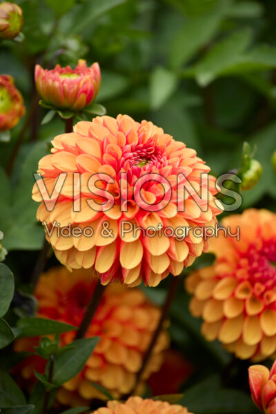 Dahlia American Sunset Dahlia American Sunset