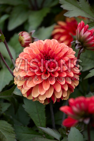 Dahlia Maria Strella