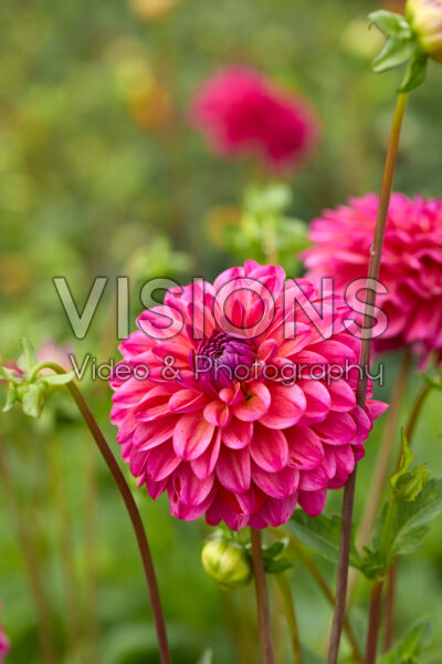 Dahlia The Voice