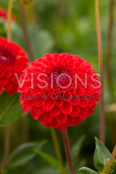 Dahlia Mandarino Dahlia Mandarino