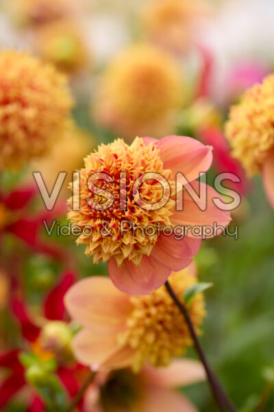 Dahlia Sandia Brocade