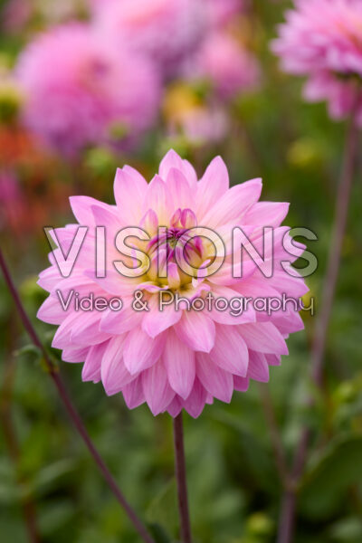 Dahlia Miss Delilah Dahlia Miss Delilah