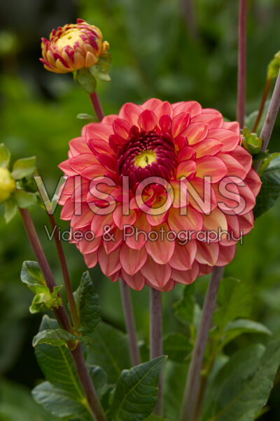 Dahlia Chapeau Bas