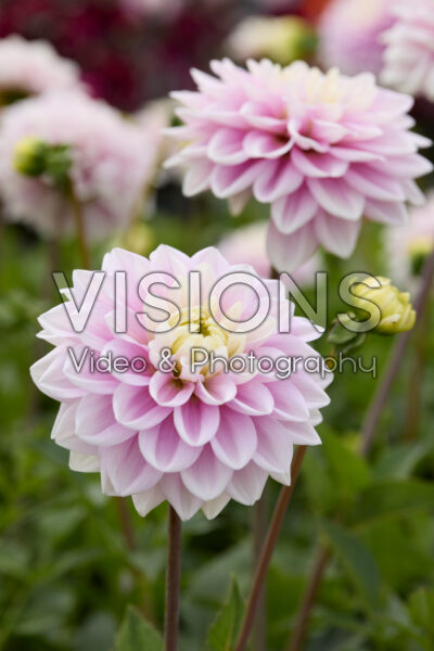 Dahlia Sweet Lucille