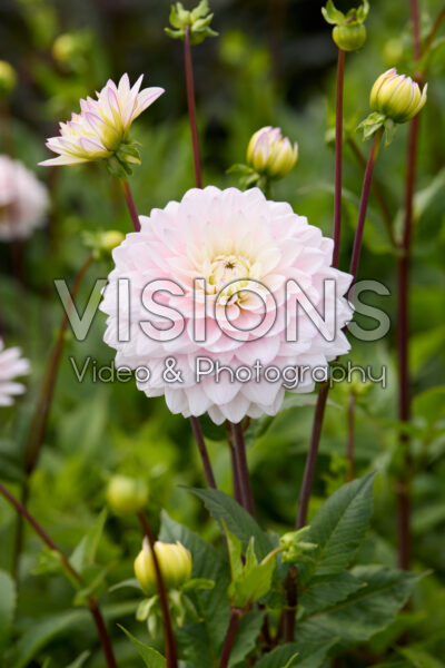 Dahlia Silver Years
