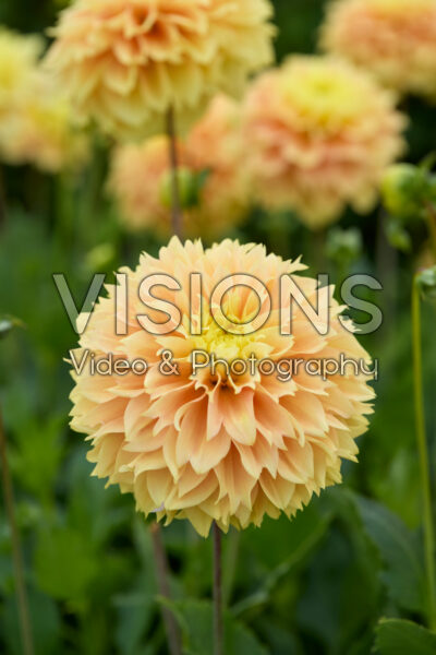 Dahlia Deep Impact Dahlia Deep Impact