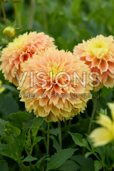 Dahlia Deep Impact Dahlia Deep Impact