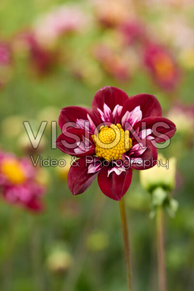 Dahlia Joyful Investment