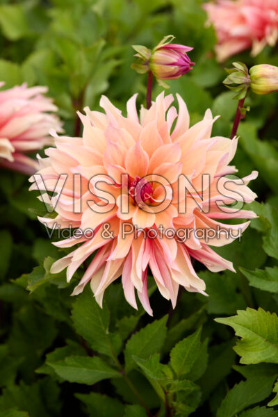 Dahlia Labyrinth