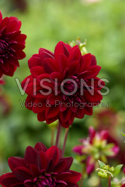 Dahlia Arabian Night