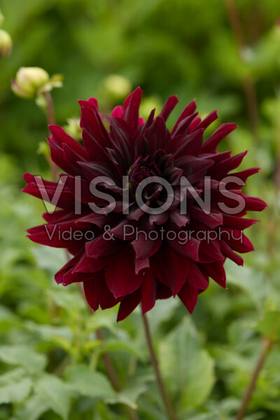 Dahlia Rip City