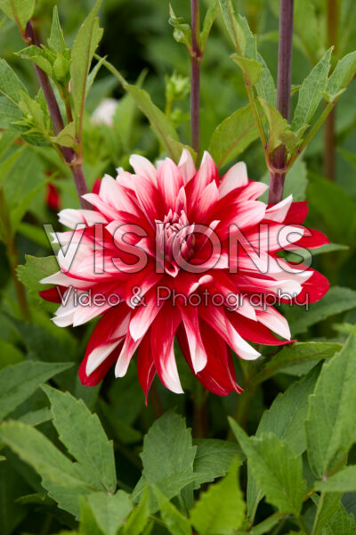 Dahlia Catching Fire Dahlia Catching Fire