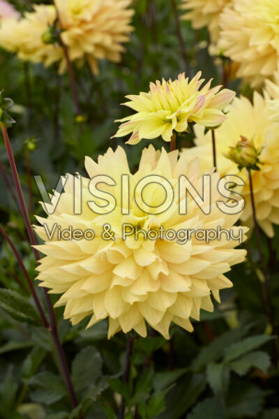 Dahlia Xanthe