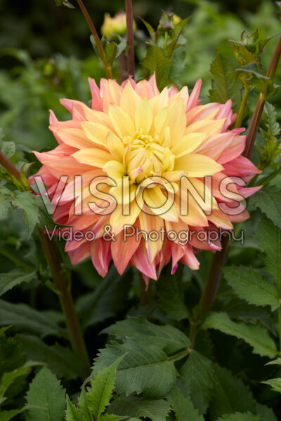 Dahlia Blushing Lady Dahlia Blushing Lady