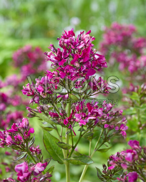 Phlox purple ruffled Phlox purple ruffled