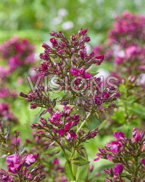Phlox paars gerafeld