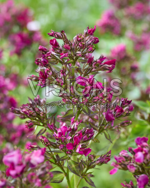Phlox purple ruffled Phlox purple ruffled