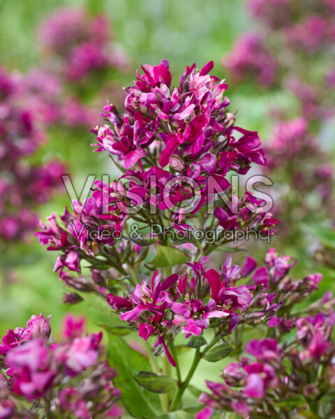 Phlox purple ruffled Phlox purple ruffled