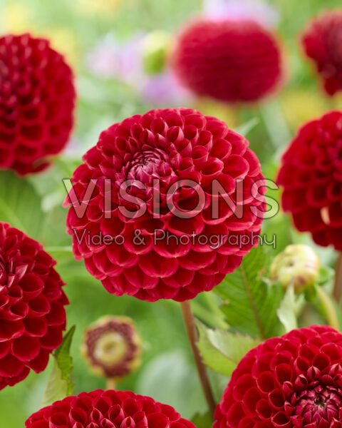 Dahlia Cornel Dahlia Cornel