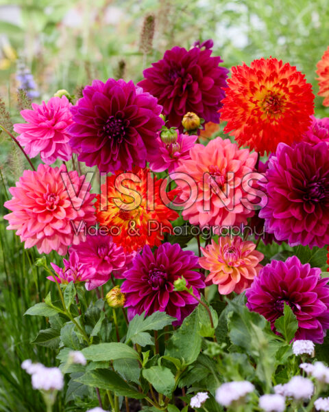 Dahlia mixed Dahlia mixed