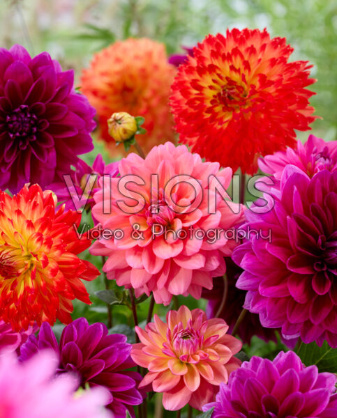 Dahlia gemengd Dahlia gemengd