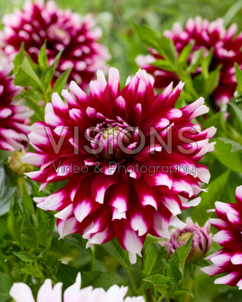 Dahlia Verdi