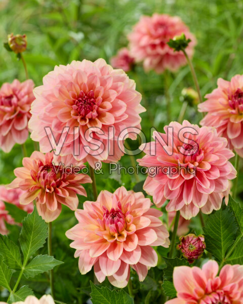 Dahlia zaailing 1 Dahlia zaailing 1