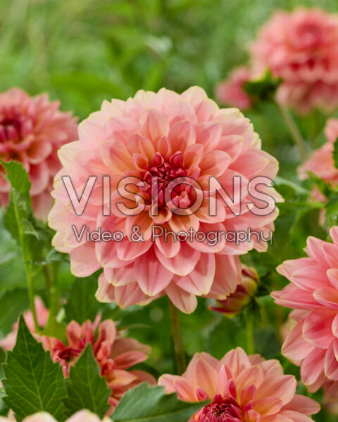 Dahlia zaailing 1 Dahlia zaailing 1