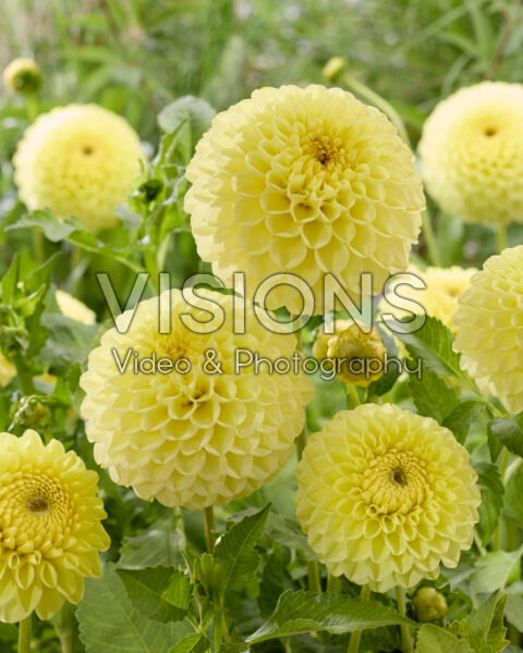 Dahlia HT Sun