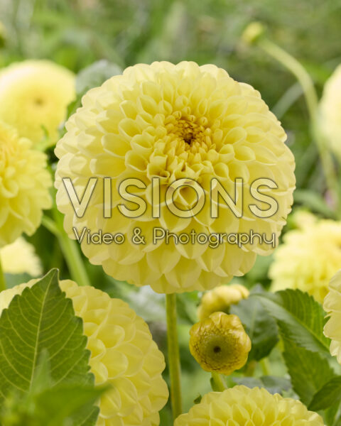 Dahlia HT Sun Dahlia HT Sun