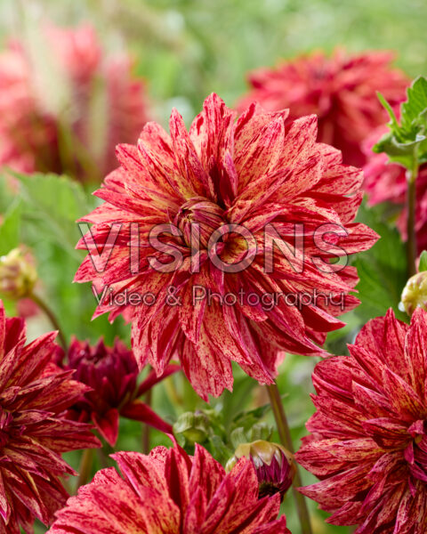 Dahlia zaailing 2 Dahlia zaailing 2