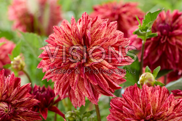 Dahlia zaailing 2 Dahlia zaailing 2