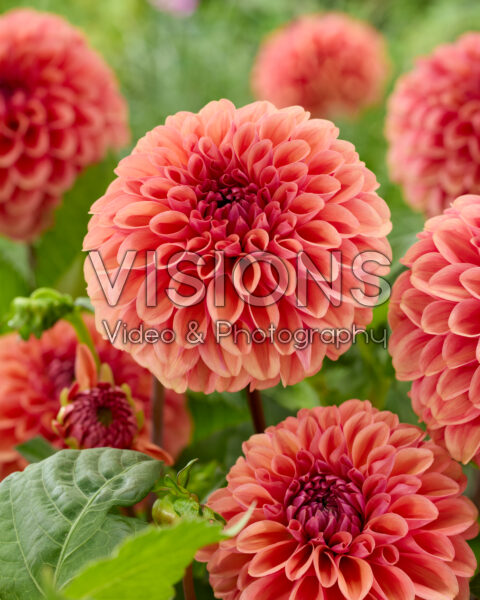Dahlia Dalmuti Chief Marshal Dahlia Dalmuti Chief Marshal