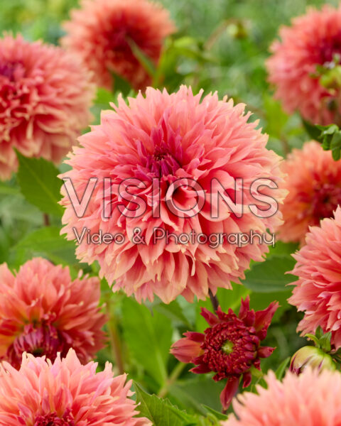 Dahlia Orange Fubuki