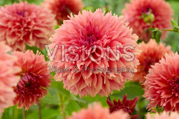 Dahlia Orange Fubuki