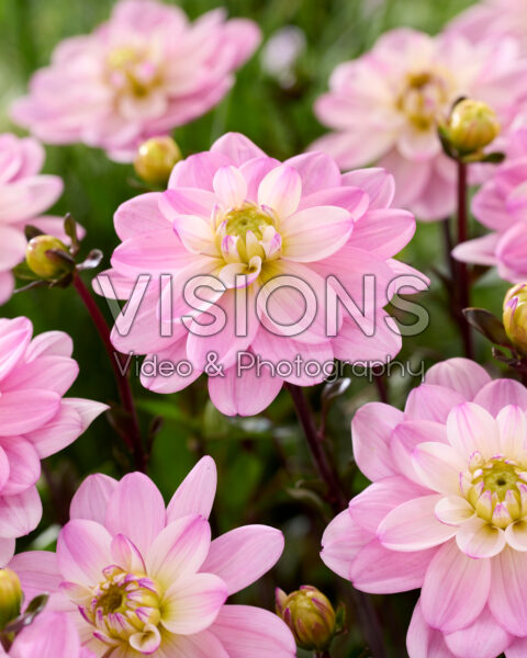 Dahlia Pacific Jewel