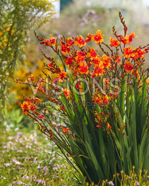 Crocosmia Walbertons Bright Eyes