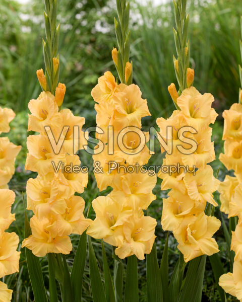 Gladiolus 0332703