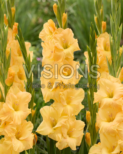 Gladiolus 0332703