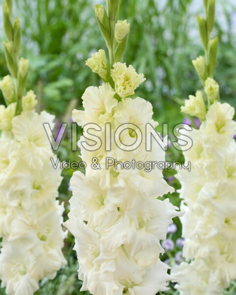 Gladiolus Cera Summum