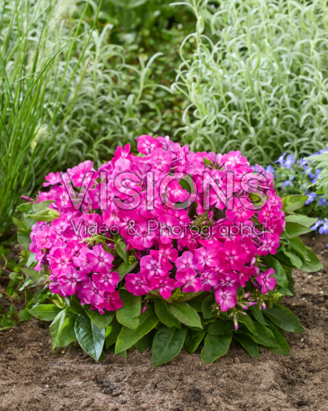 Phlox Flatscreen™ 2018024 Phlox Flatscreen™ 2018024