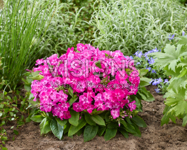 Phlox Flatscreen™ 2018024 Phlox Flatscreen™ 2018024