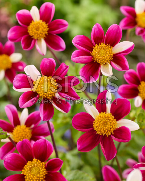 Dahlia Twyning's Smartie