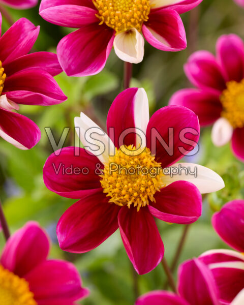 Dahlia Twyning's Smartie Dahlia Twyning's Smartie