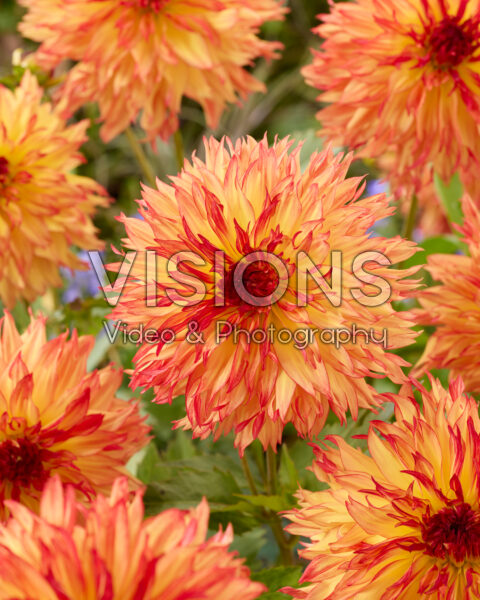 Dahlia Garden Fire