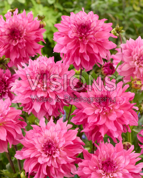 Dahlia Liz