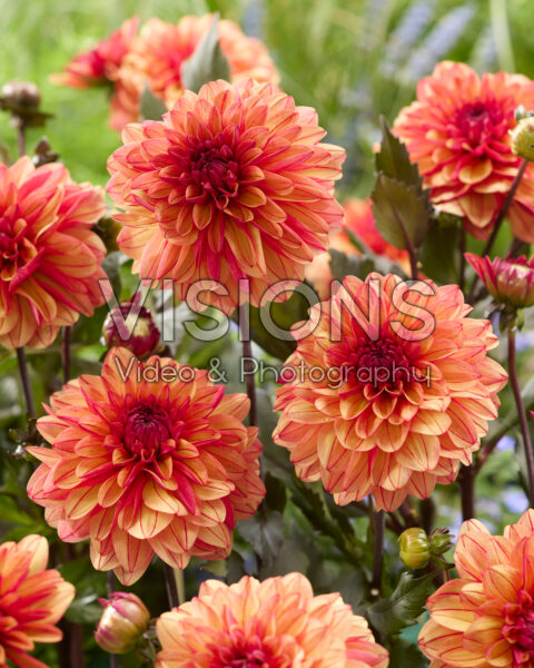 Dahlia Candlelight Cinnamon Spark Dahlia Candlelight Cinnamon Spark