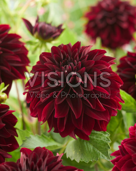 Dahlia Dark Destiny