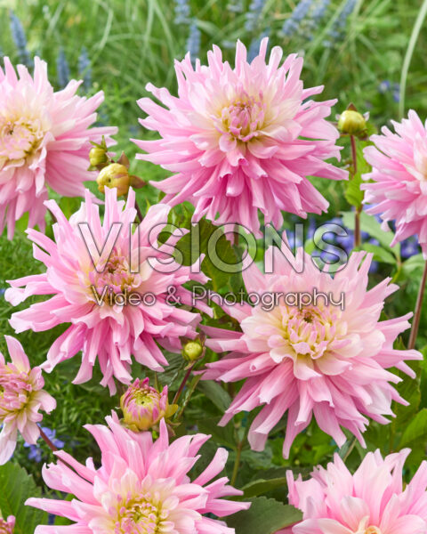 Dahlia Titan Dulcina